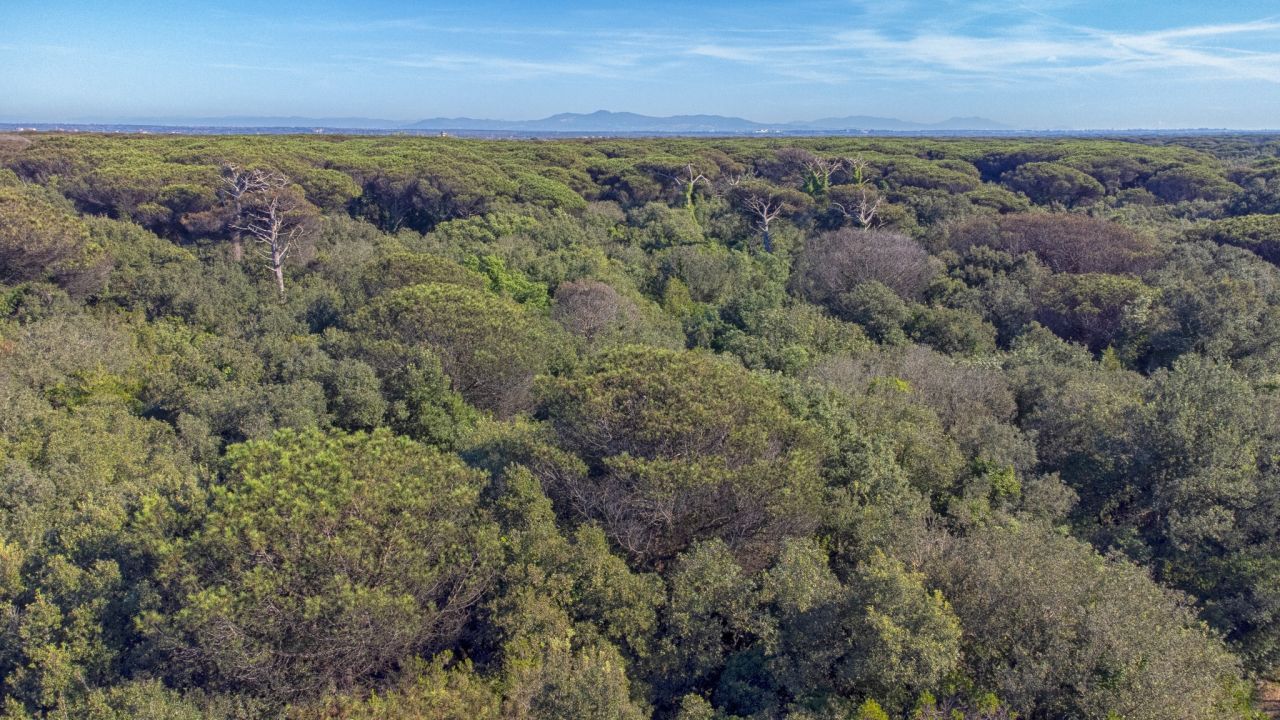 Fragili come i pini: il destino della natura e dell�Uomo